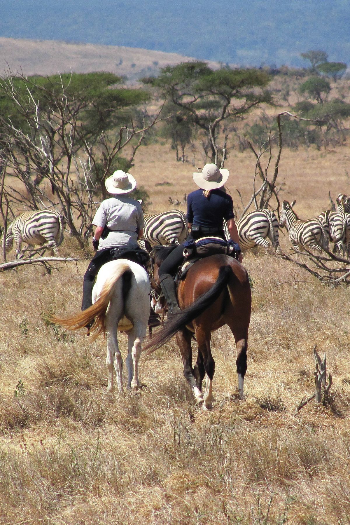 Wild Safaris Journey